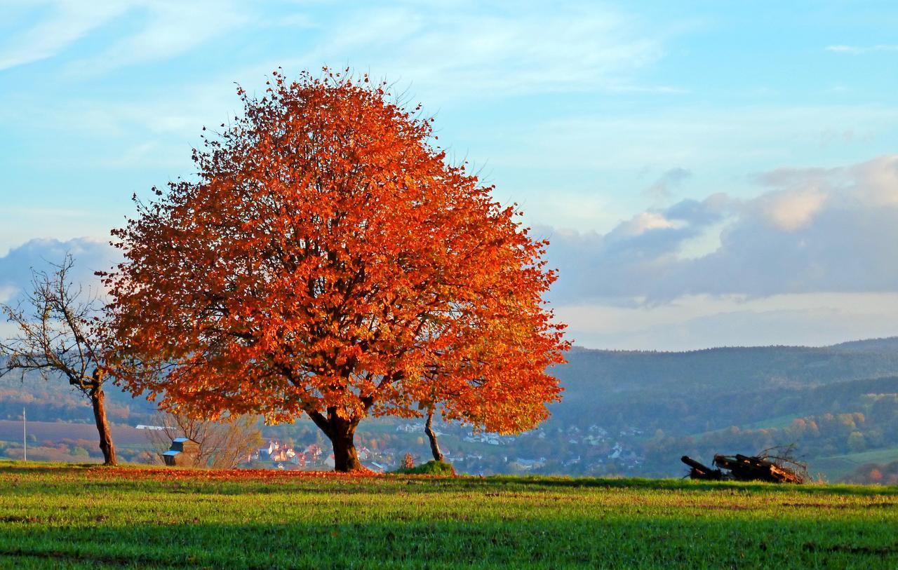 Restaurant Grüner Baum